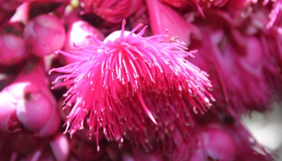 Incredible Plant Biodiversity in Papua New Guinea