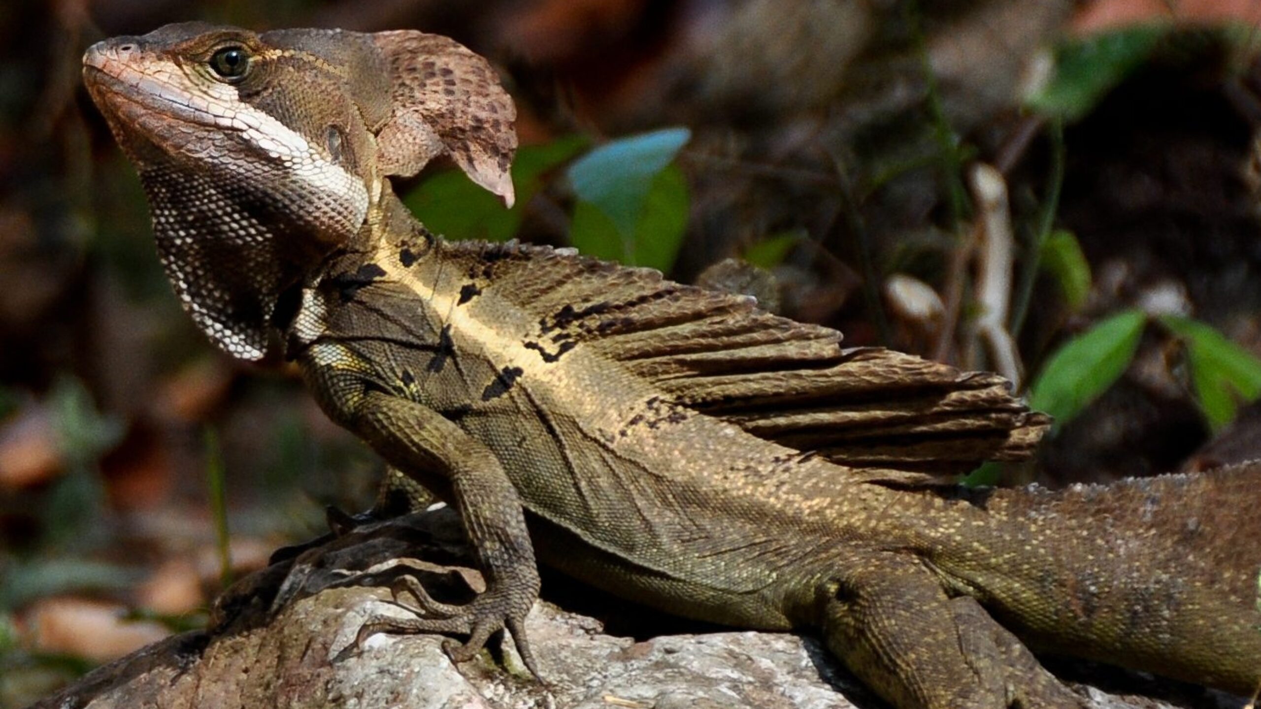 Walking on Water: The Jesus Lizard