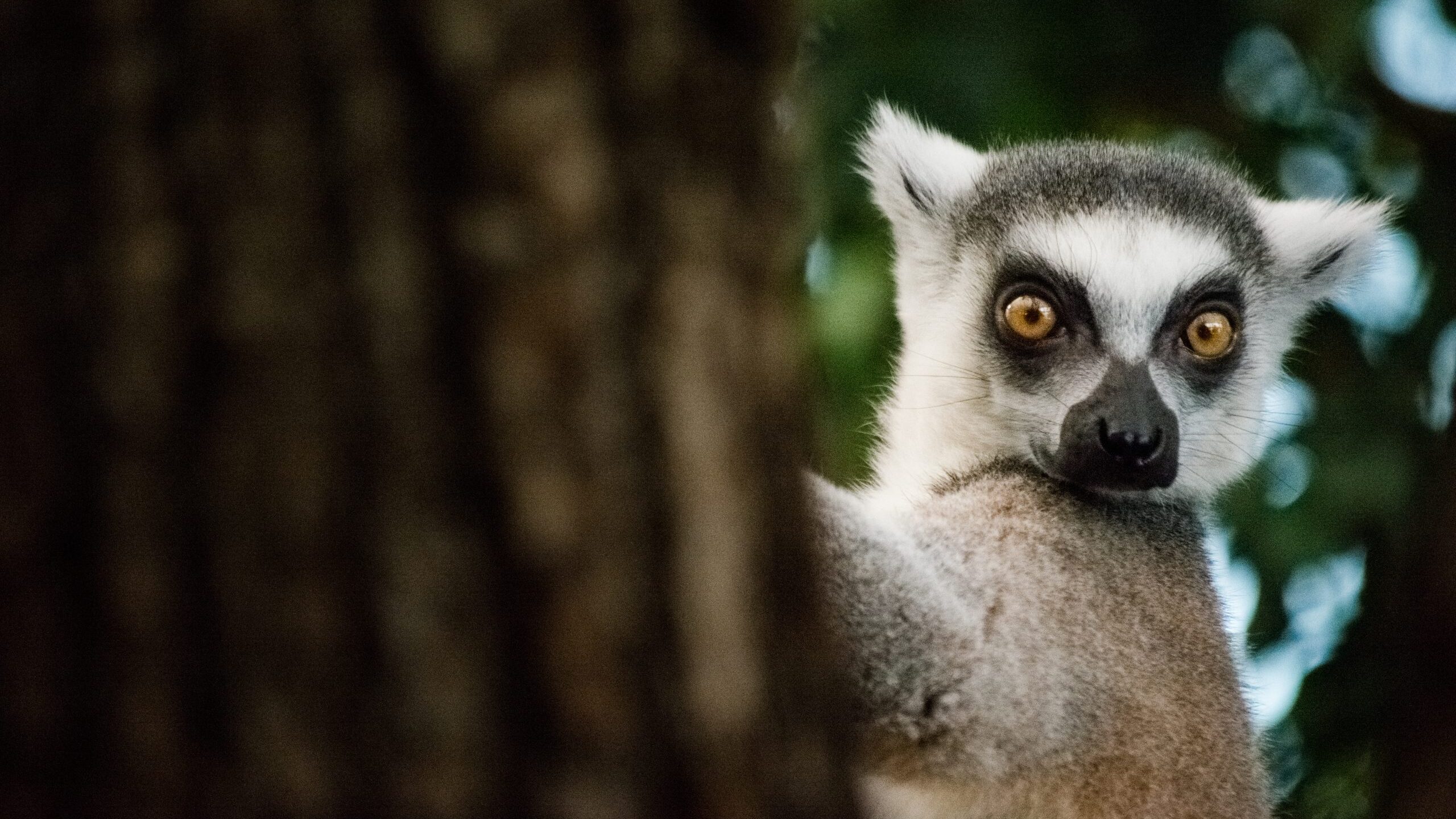 Lemurs endangered by climate change