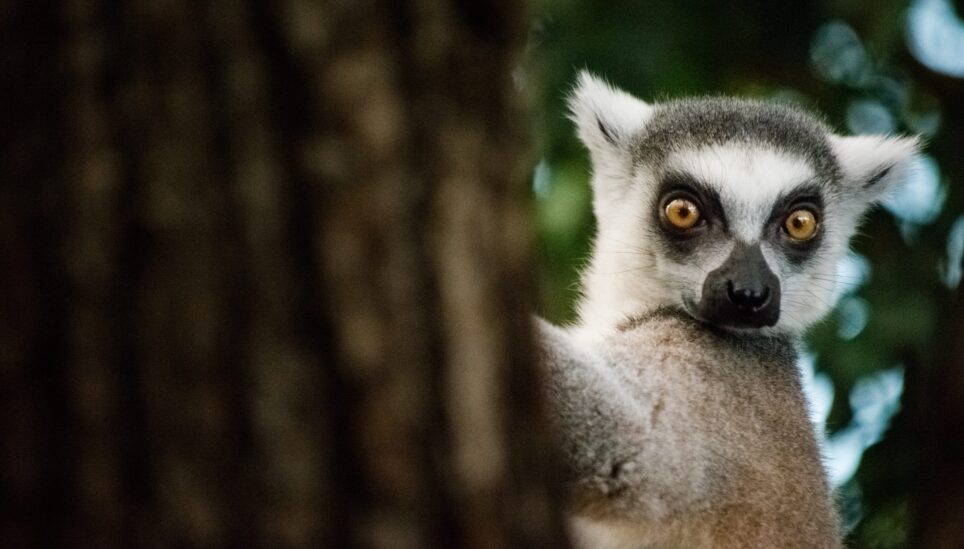 https://staging-coolearth2.picl.co.uk/wp-content/uploads/2025/07/lemurs-endangered-by-climate-chnage-cool-earth-adobestock-191663837-scaled-1.jpeg