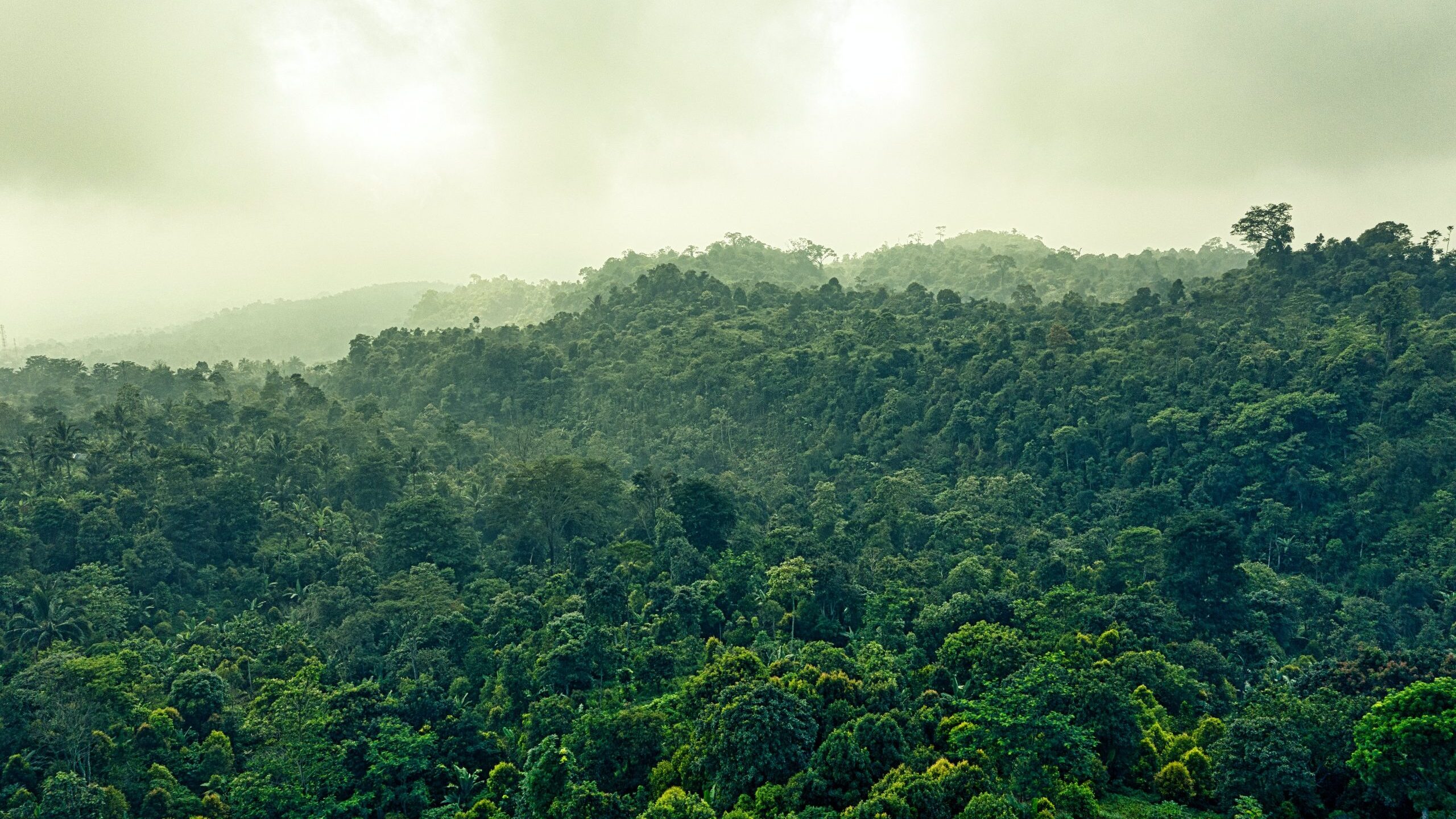 How Rainforest Captures Carbon