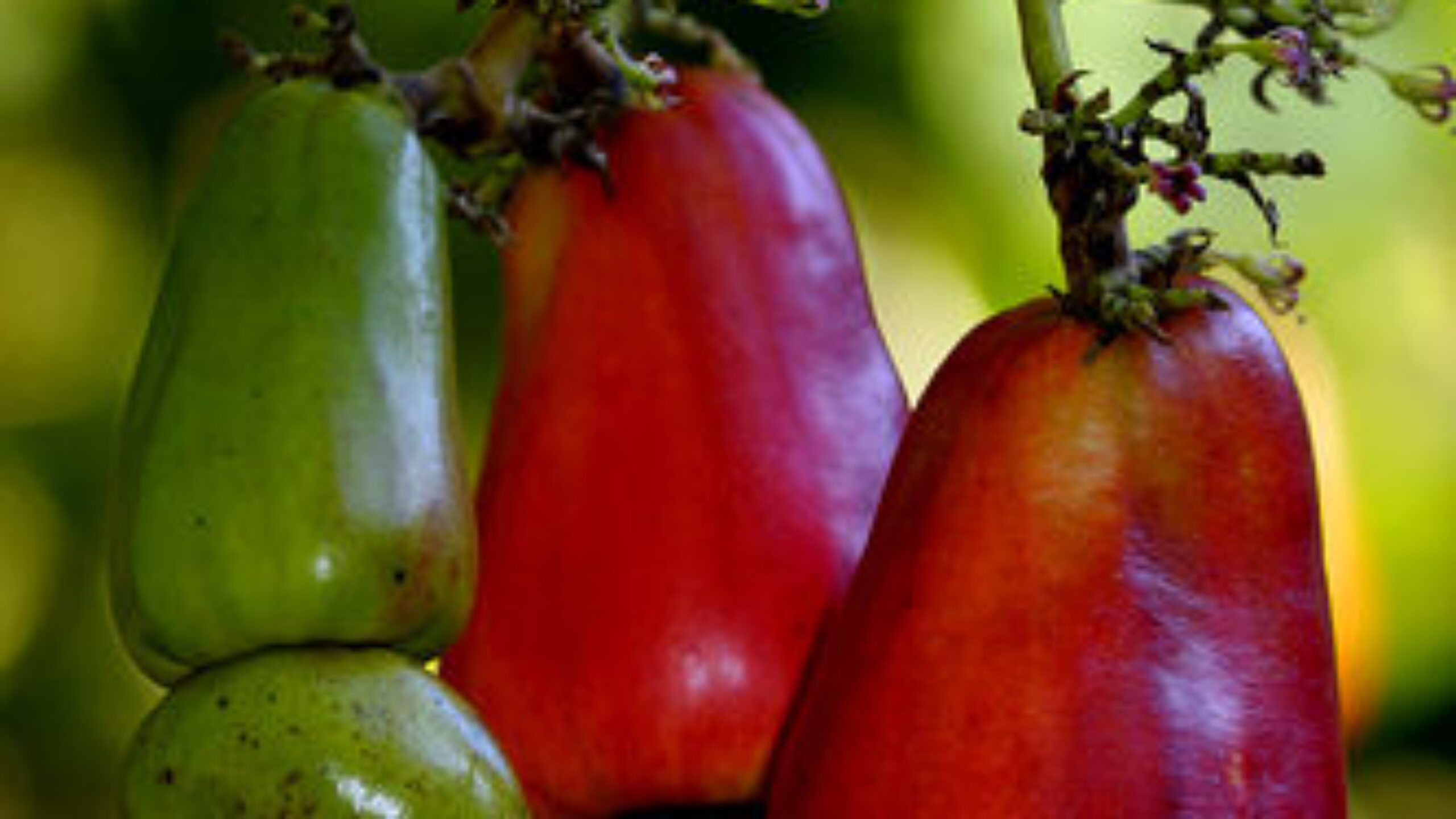 Benefits of the Cashew Tree
