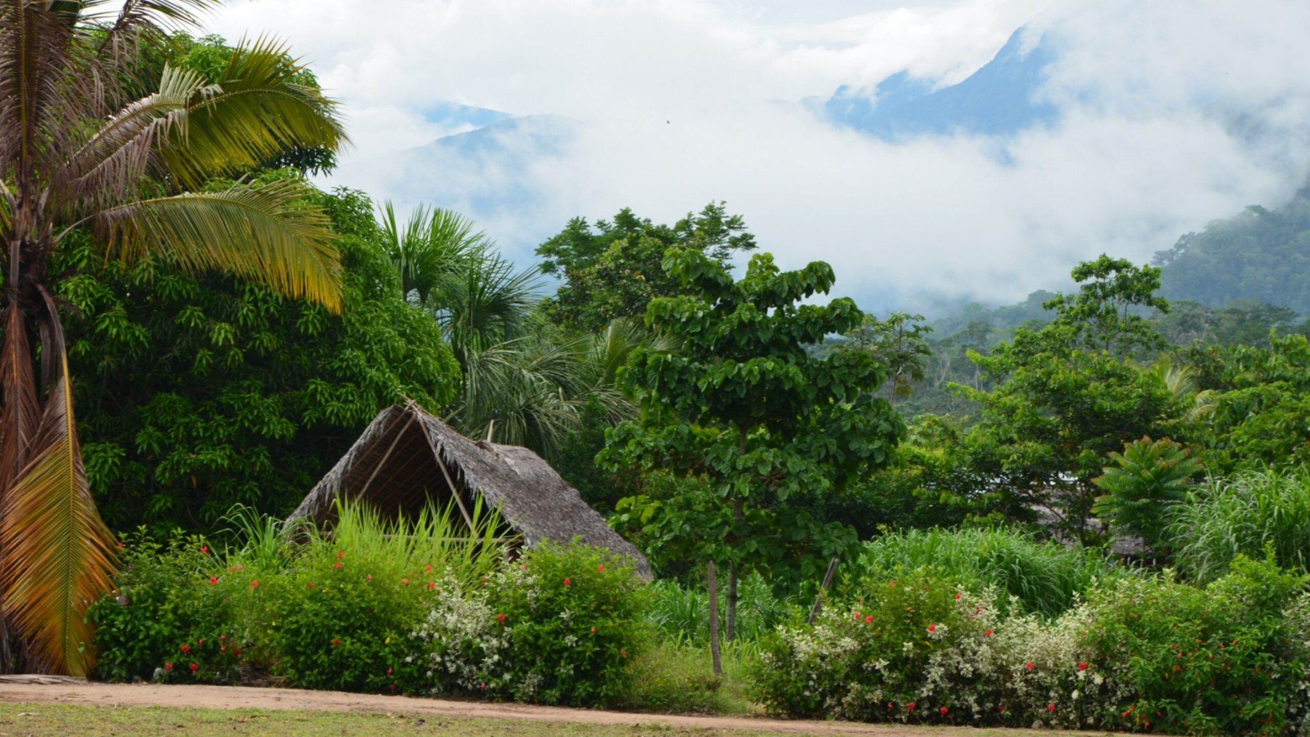 People and the Rainforest: the Relationship