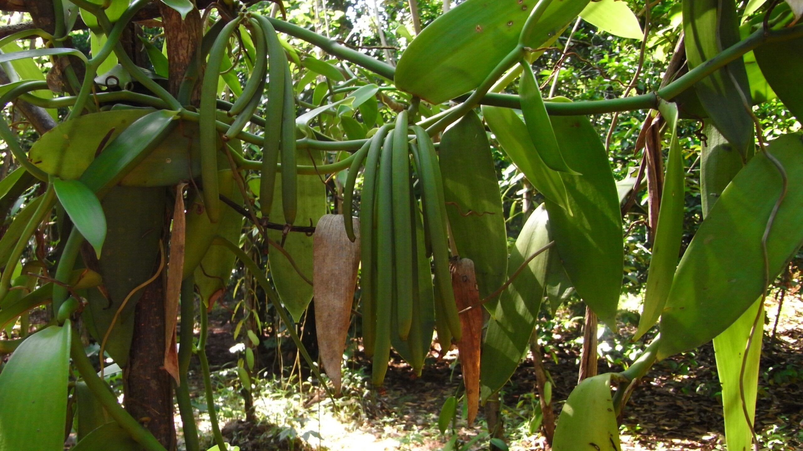 The Papuan gardeners using their onions