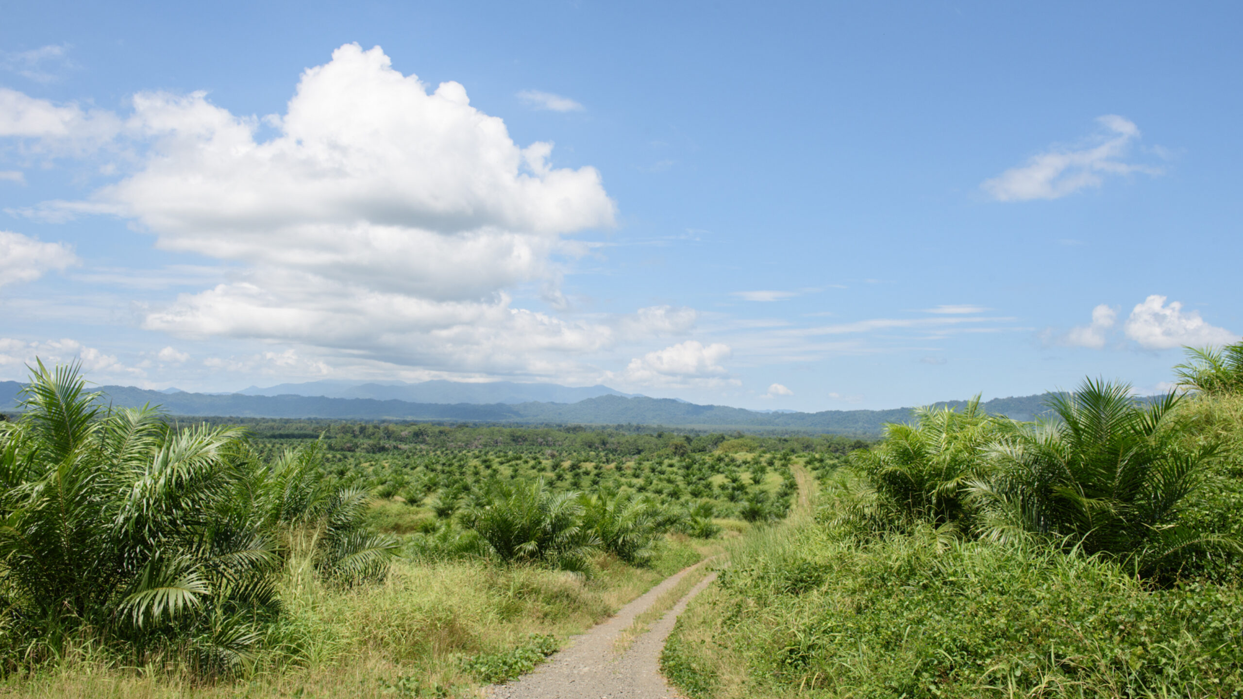 Why is palm oil bad for the rainforest?