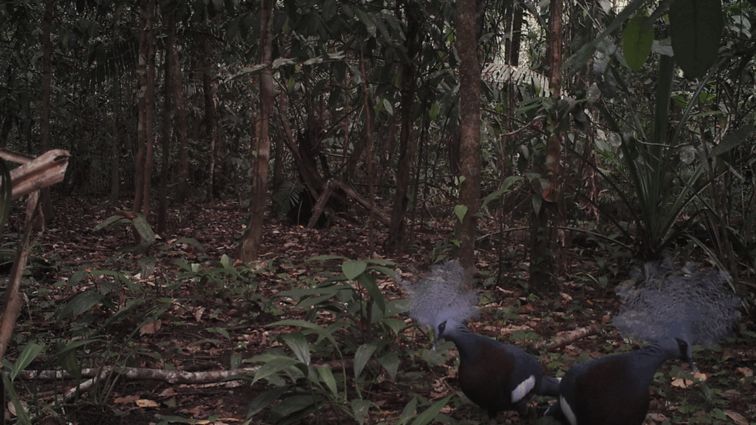 Without biodiversity, there’s no future for humanity.