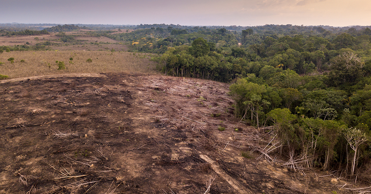 Illegal logging, mining and other extractive industries are threatening rainforests across the world.