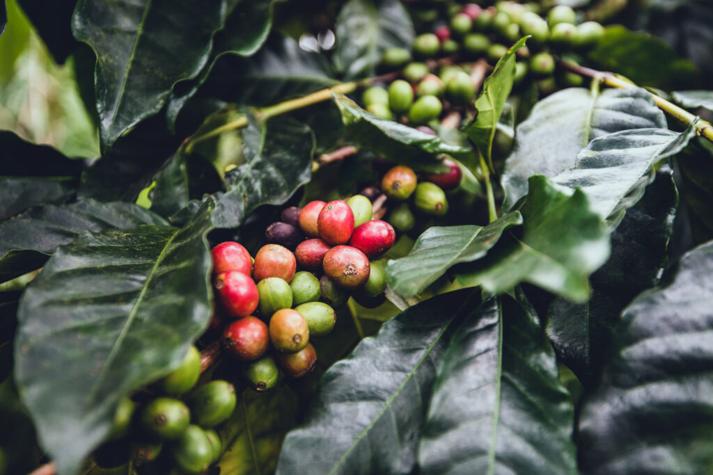 Closeup of red and green berries on a coffee plant.