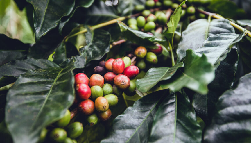 Closeup of red and green berries on a coffee plant.