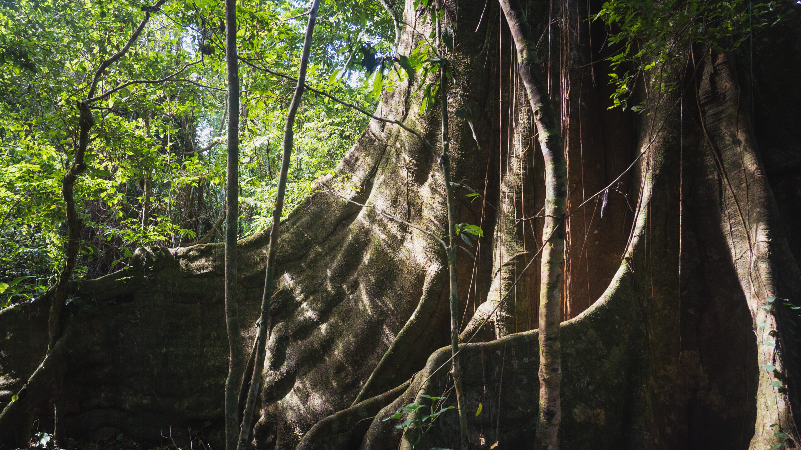 Buttress roots of a large tree deep in the forest.