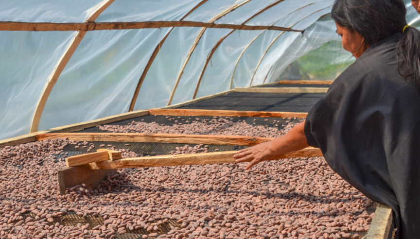 Cacao beans are laid on a large rack and raked to dry in the sun.