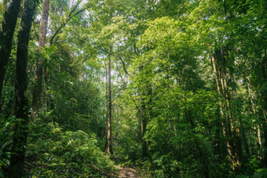 The lush tropical rainforest of Wabumari, Papua New Guinea