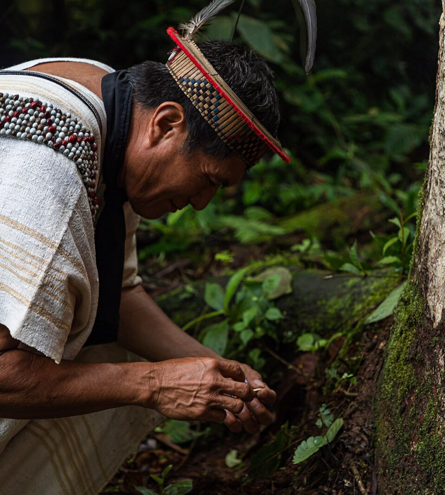 Our rainforest research 