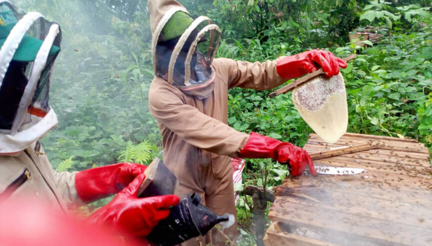 Beekeepers working on their hives in the Cameroon forest.