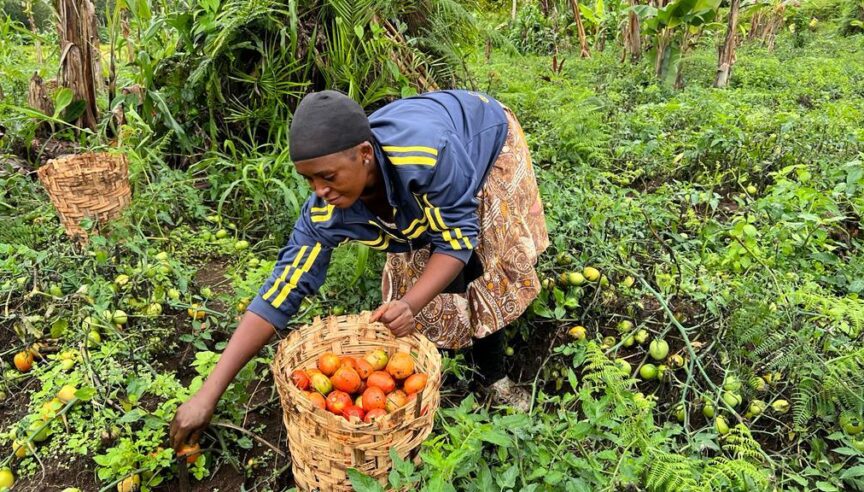 Organic tomatoes are harvested from a rainforest garden in Cameroon