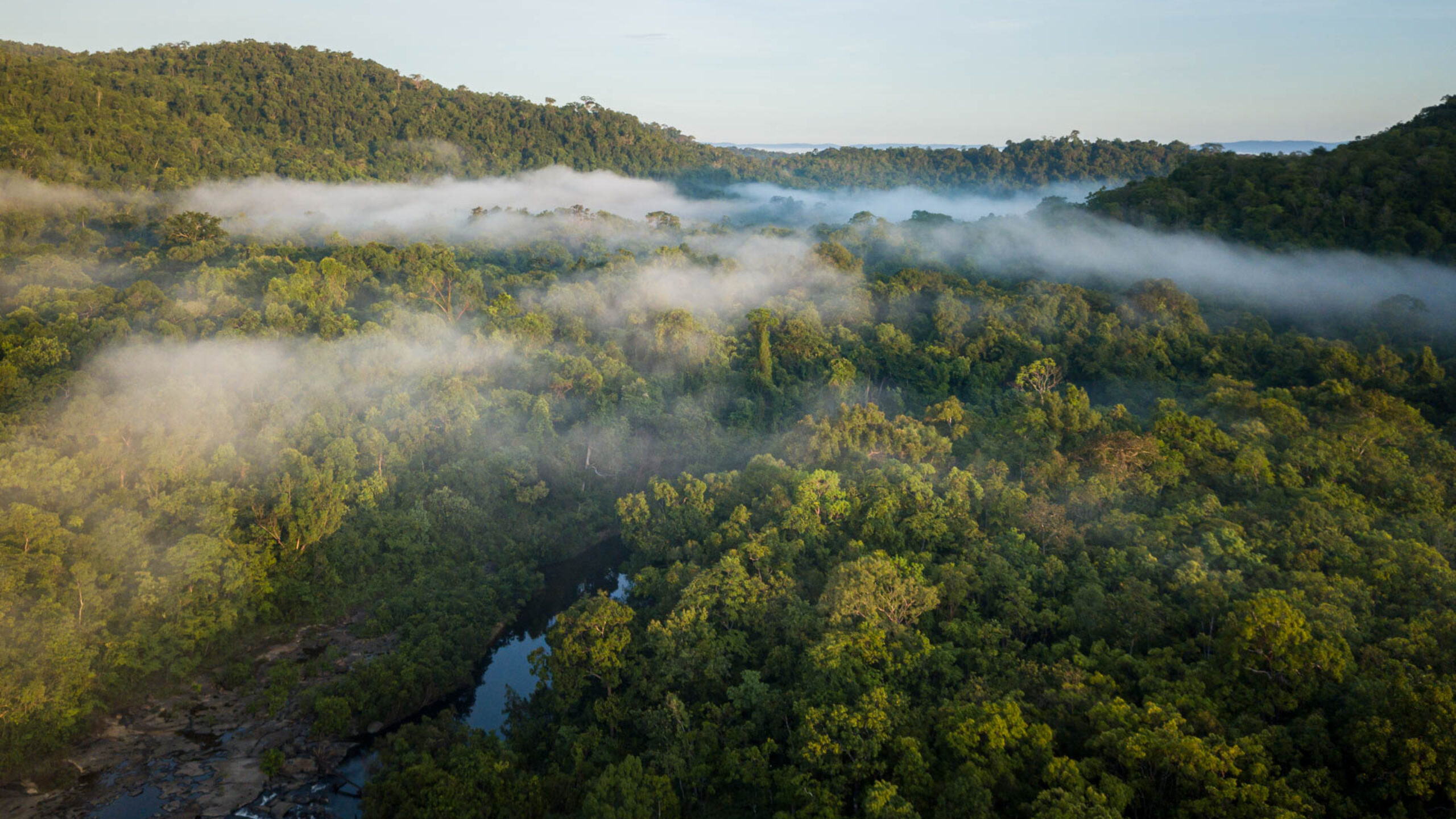 Cool Earth at BIEN: Cash in Hand, Forests Standing