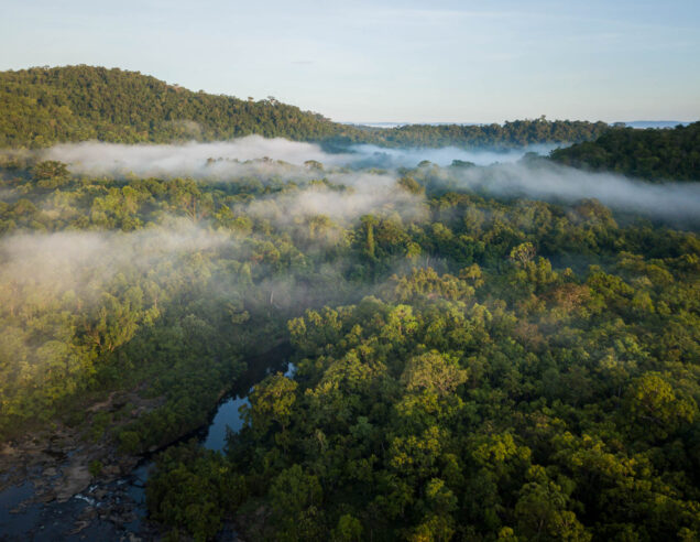 Can a £2-a-day protect rainforests?