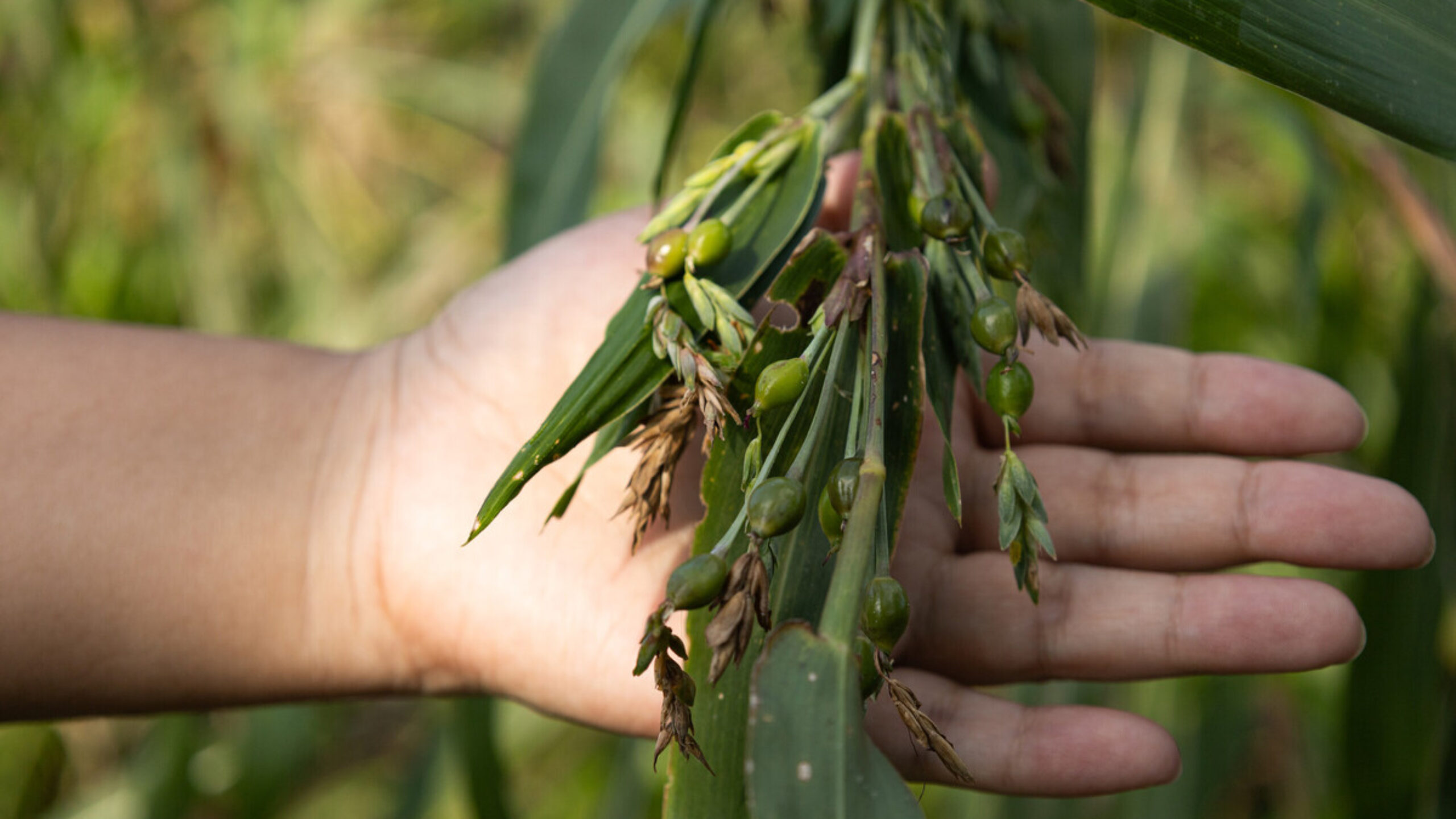 Rainforest Outlooks for 2024