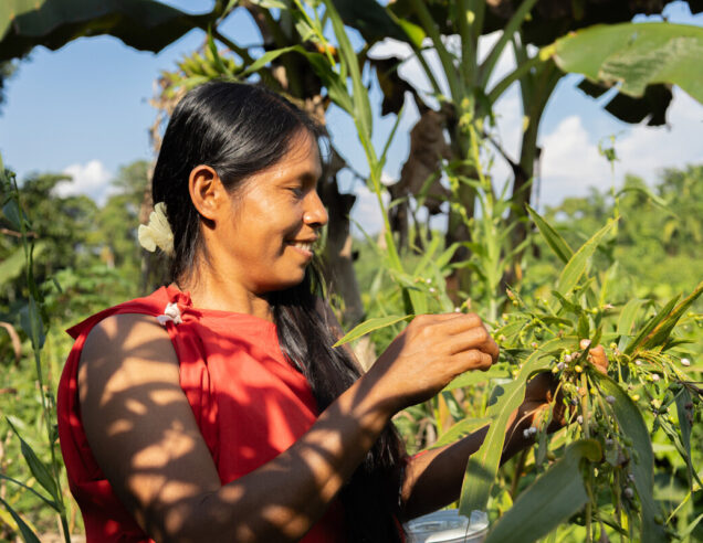 The Association of Women Artisans of the Northeastern Region (AMARNO) is strengthening its path toward becoming a sustainable and forward-looking Indigenous organization.