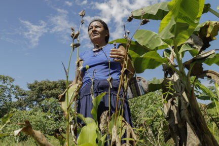 Achira is a shrub whose flowers produce seeds used as beads for crafts. These seeds are collected by women artisans, then drilled to create necklaces, earrings, and bracelets.