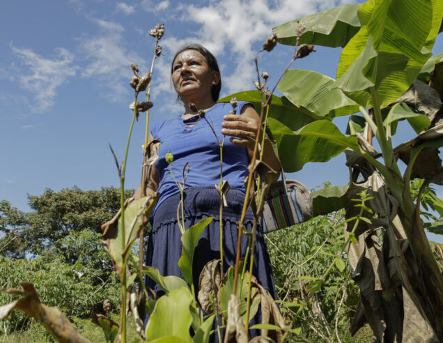 Achira is a shrub whose flowers produce seeds used as beads for crafts. These seeds are collected by women artisans, then drilled to create necklaces, earrings, and bracelets.