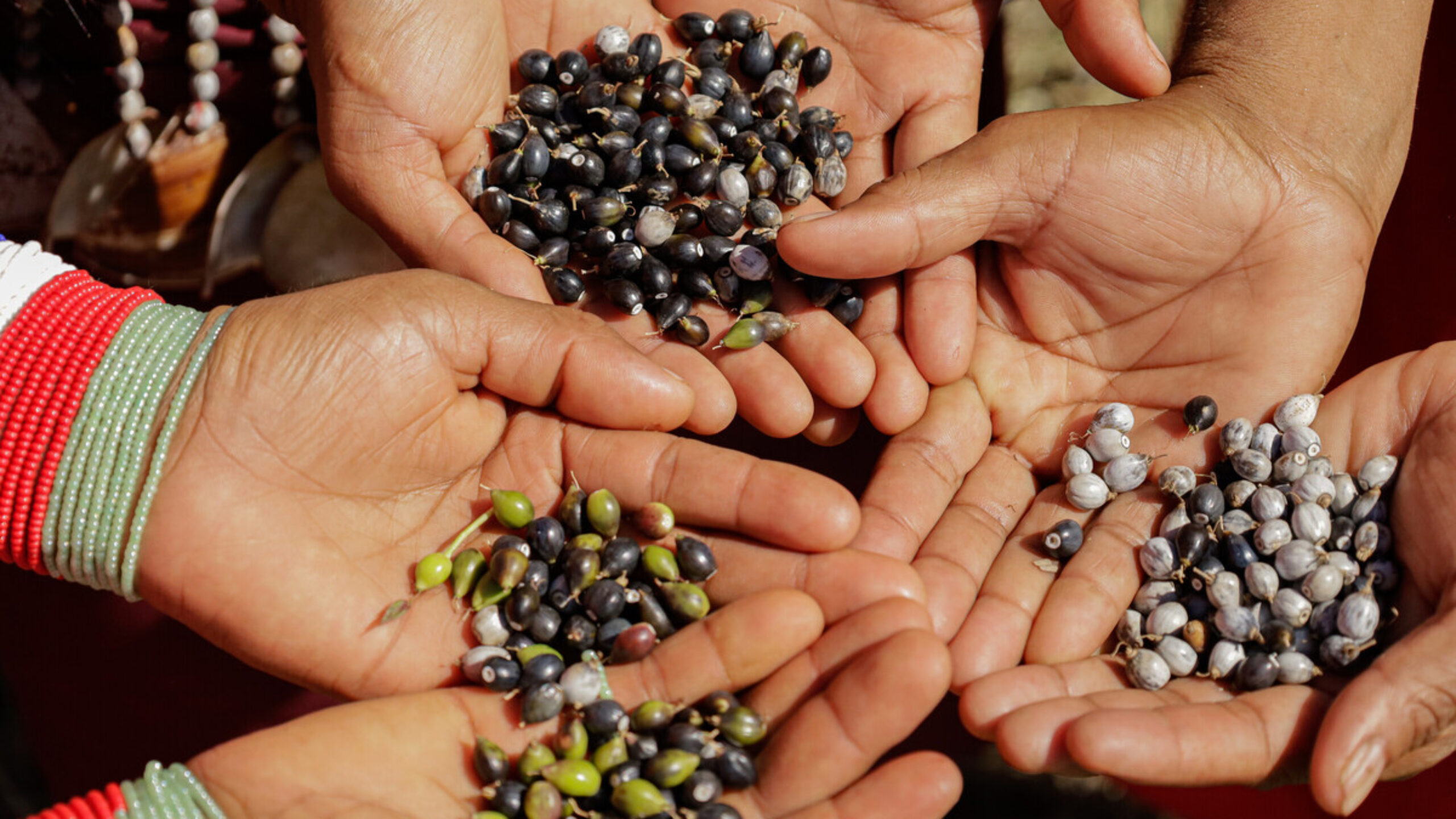 Can cash for people living in rainforests halt climate change?