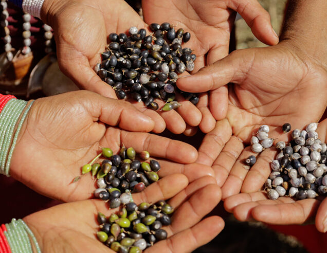 Lagrimas de Virgen, seeds from the Amazon collected by teesh artisans.