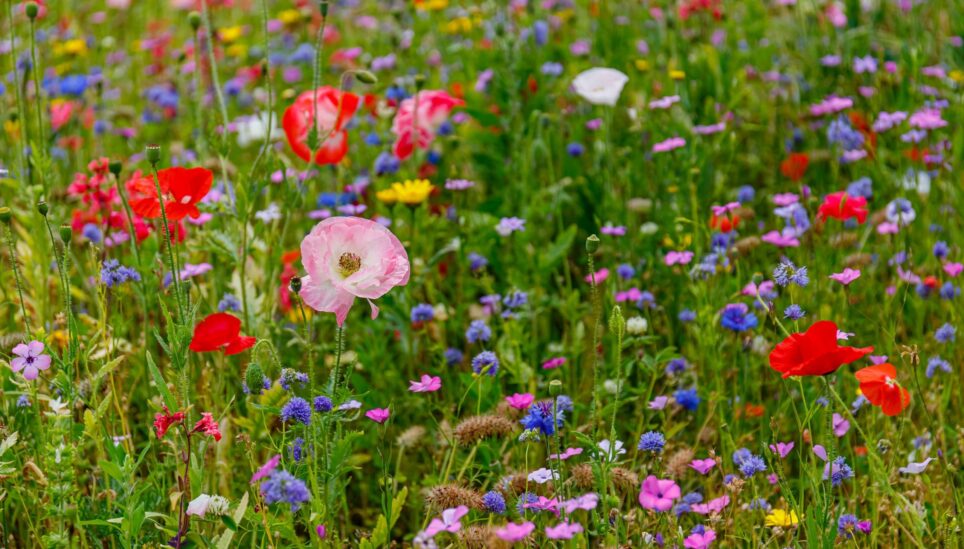 https://staging-coolearth2.picl.co.uk/wp-content/uploads/2025/08/wildflower-meadow-50-scaled-1.jpg