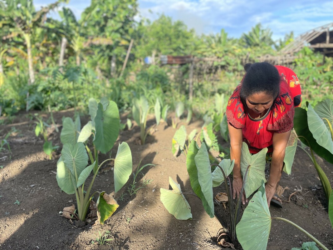 Vital crops flourishing in a growing garden in a Papua New Guinea rainforest community.