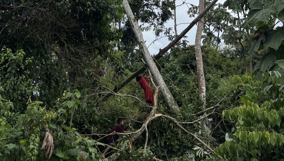 People power protecting rainforests
